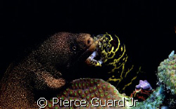 2 Moray Eels and Company.  Another case of being in the r... by Pierce Guard Jr 